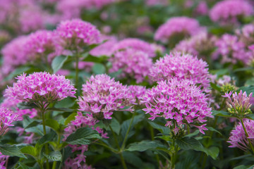 pink flower in garden