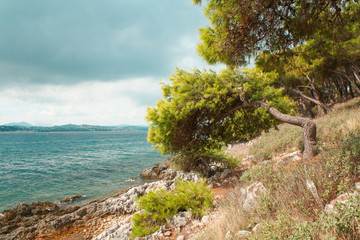 Fototapeta na wymiar Pine and Sea, Corfu, Greece