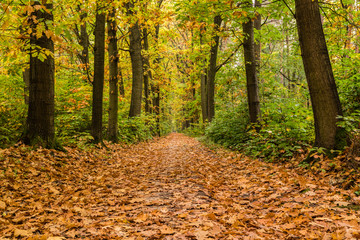 herbstliche Allee mit Laub