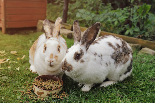lapins dans enclos ext&eacute;rieur mangeant granul&eacute;s
