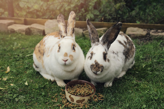 lapins dans enclos ext&eacute;rieur mangeant granul&eacute;s
