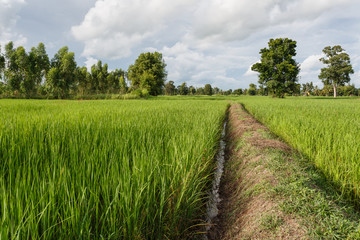 Rice fields and sky