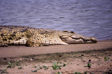 Coccodrillo del Nilo - Nile Crocodile (Crocodylus niloticus) sul fiume Rufiji del Selous Game Reserve in Tanzania
