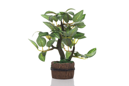 Tree in potted on white background. 