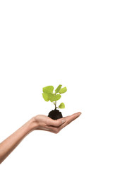 Fototapeta na wymiar Sustainable Growth. Hand holding a growing green plant. Studio shot isolated on white background.