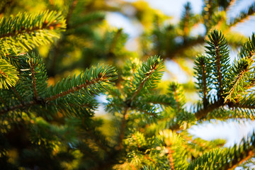 Sunny fir branches close-up with strong bokeh effect