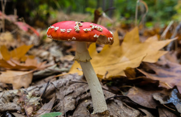 Fliegenpilz im Laub