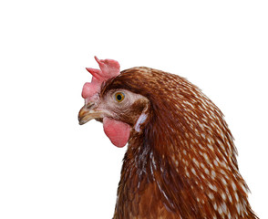 Brown head hen isolated