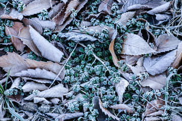 霜のついた落ち葉