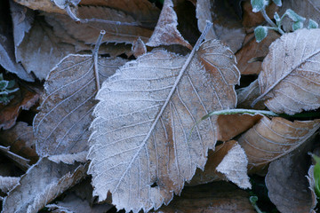 霜のついた落ち葉