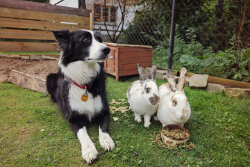 Naklejka na ściany i meble lapins et chien dans enclos extérieur