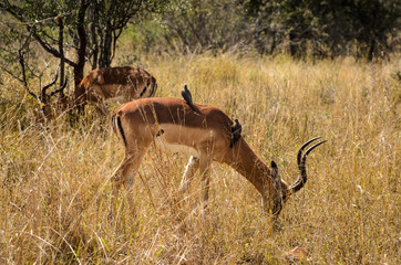 Impala - Kruger park - Sudafrica