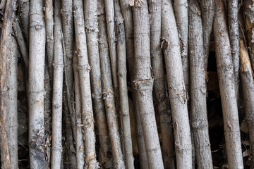 the surface texture of wood