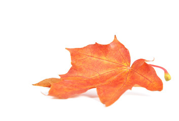 Maple leaf