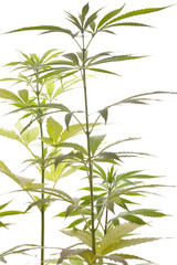 Cannabis marihuana Pflanze mit grünen Blättern Drogen Nahaufna