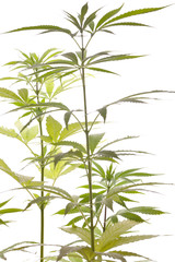 Fototapeta premium Cannabis marihuana roślin z zielonymi liśćmi zbliżenie narkotyków