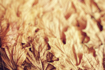 blurred background autumn leaves yellow trees