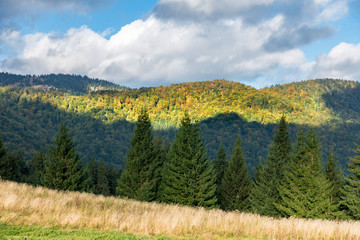 Amazing mountain forest in early autumn