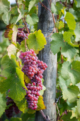 Gewürztraminer - Vineyard in Franken