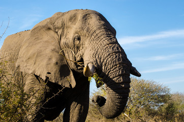Elefante - Kruger park - Sudafrica