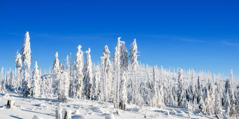 Kahle Bäume in Schnee gehüllt