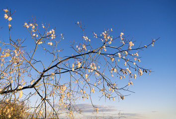 Willow branches platitudinous with a furry catkins against the blue sky