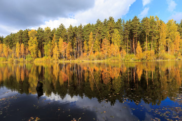 golden autumn, birches reflection in the water, trees reflection in the river on sunrise