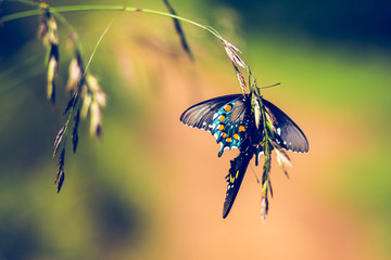 Beautiful Butterfly - 93482918
