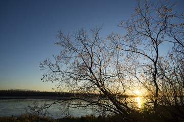 Scenic landscape at sunset with fluffy willow platitudinous
