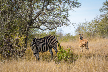 Obraz premium Zebre Kruger park - Sudafrica