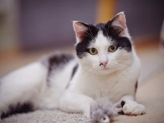 Portrait of a black-and-white beautiful domestic cat