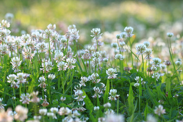 Obraz premium summer landscape background sun flowers Rays