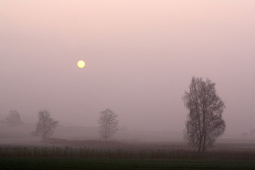 Obraz premium Birken