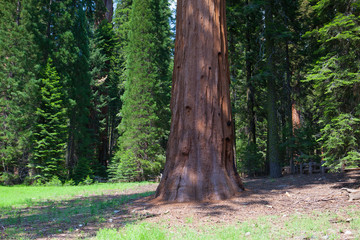 Giant Sequoia redwood trees in Sequoia national park