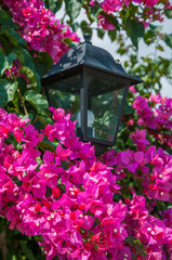 Fototapeta na wymiar Old street lamp surrounded by flowers