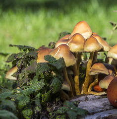 Mushrooms on green grass
