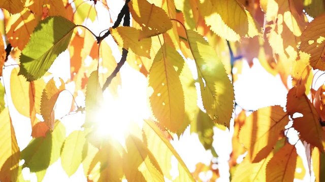 Herbstlaub