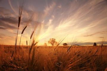 Fototapeta premium landscape fantastic sunset on the wheat field sunbeams glare