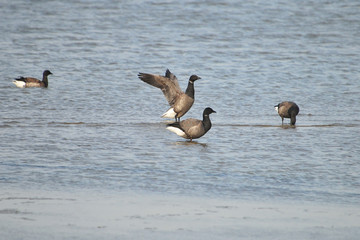 Ringelgänse (Branta bernicla)