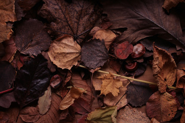 background texture of yellow leaves autumn leaf background