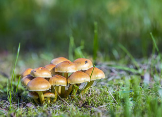 Mushrooms on green grass