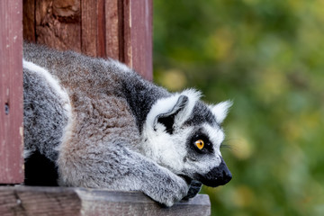 Ring-tailed lemur catta looking