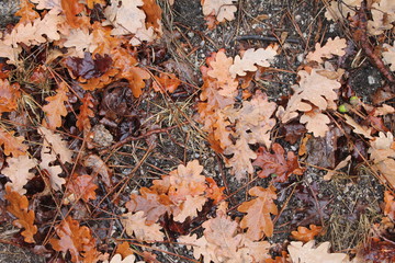 Folhas de carvalho em pleno Outono