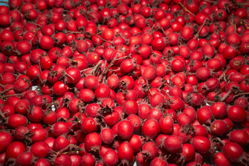 autumn berries