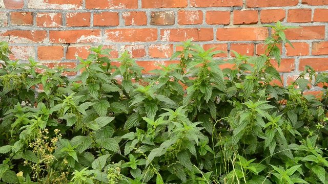 Brennesseln vor alter Backsteinmauer