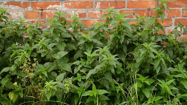Brennesseln vor alter Backsteinmauer