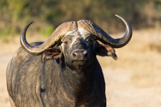 Cape buffalo standing in the open search for possible danger