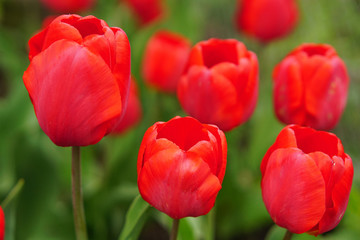 Obraz premium красные тюльпаны на зелёном фоне