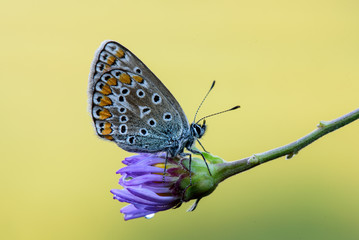 farfalla (licenide)