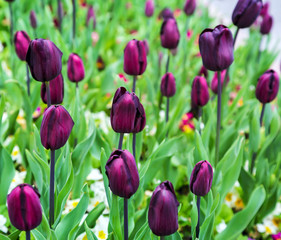 Purple tulips